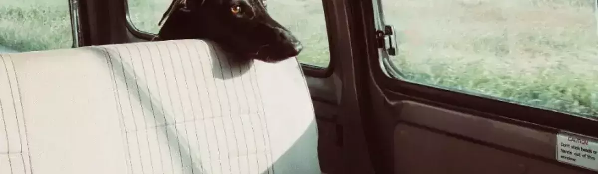 perro mirando ventana